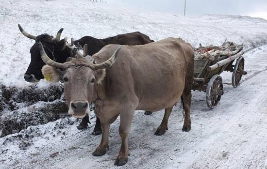 "Asociatii fara asociatie si nealiniatii cu federatie". Asa descrie Andrei Vladeanu competitia nationala crapista de azi.